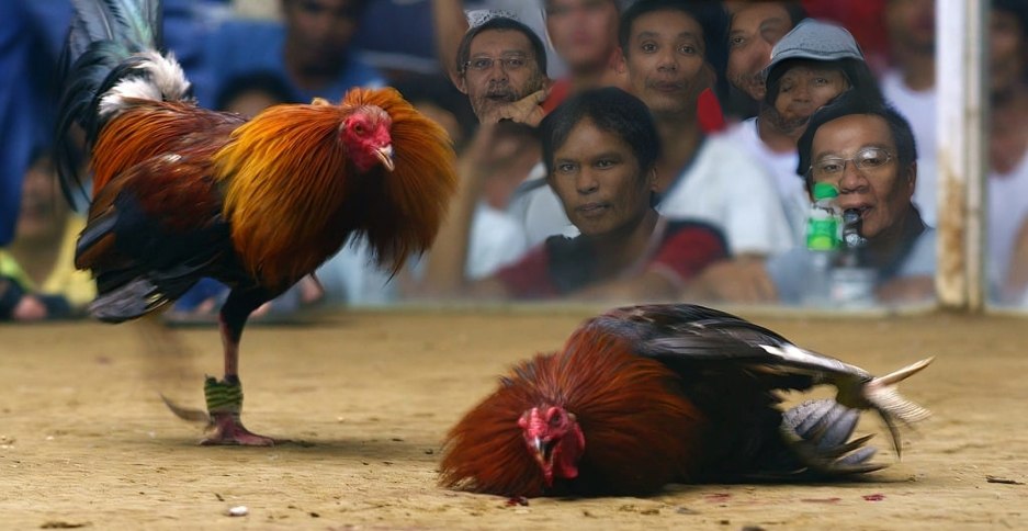 Ano ang kasaysayan ng sabong