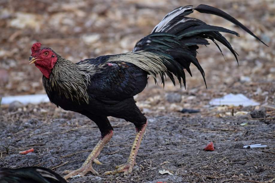 Pinakamahusay na Lahi ng Manok para sa Sabong