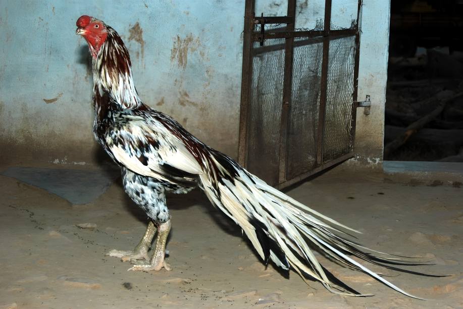 Pinakamahusay na Lahi ng Manok para sa Sabong