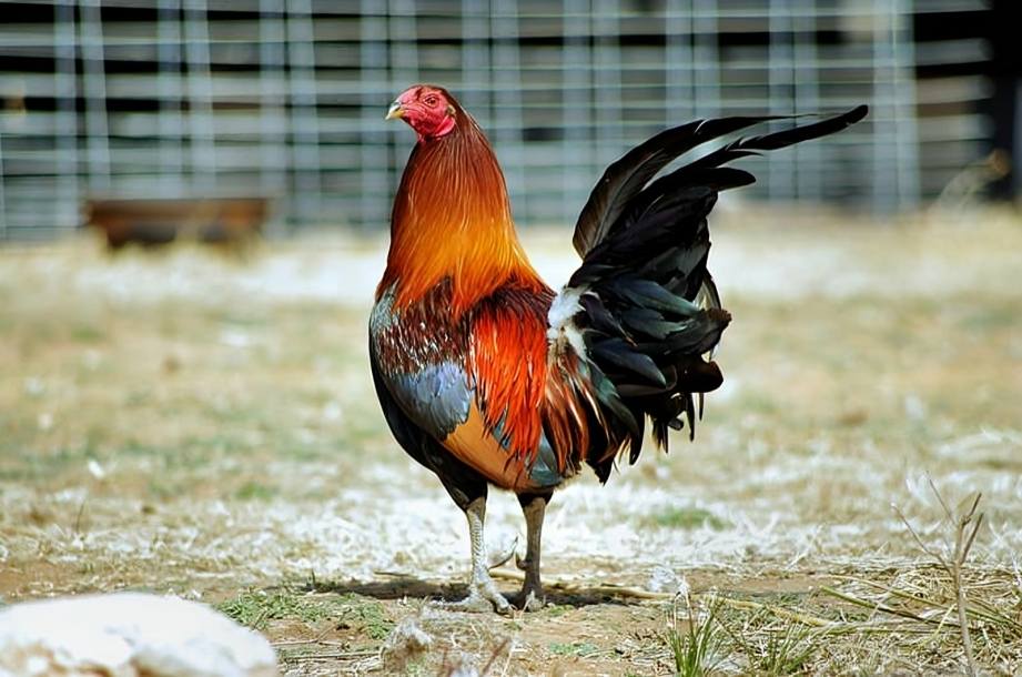 Pinakamahusay na Lahi ng Manok para sa Sabong