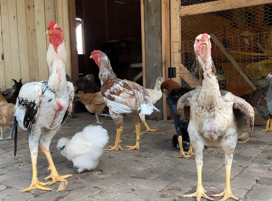 Pinakamahusay na Lahi ng Manok para sa Sabong