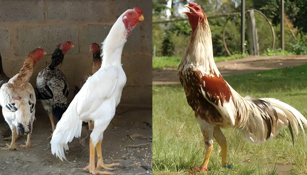 Pinakamahusay na Lahi ng Manok para sa Sabong