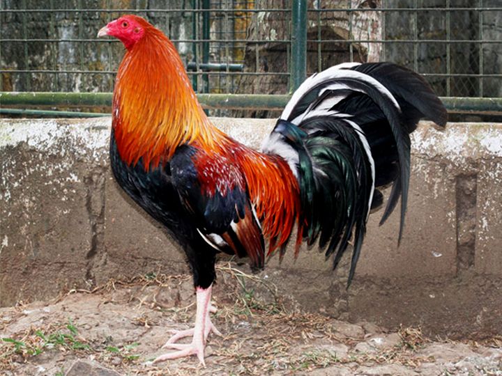 Tagumpay sa Sabong