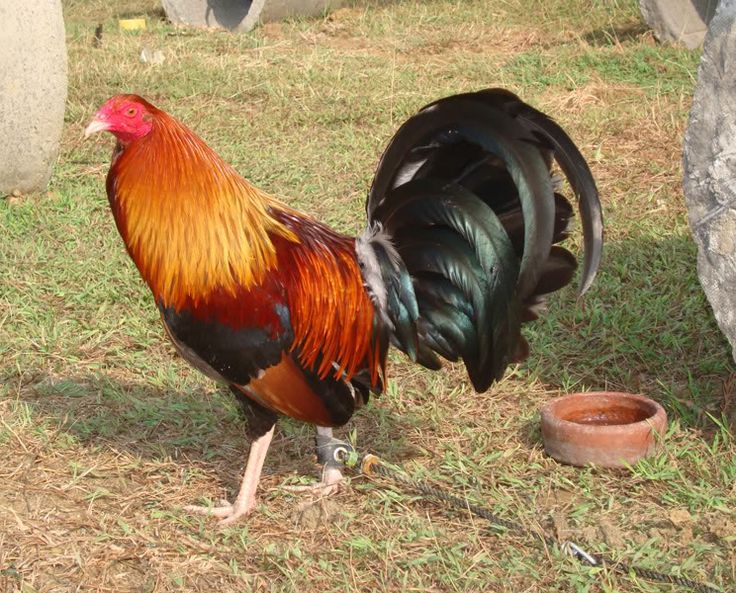 Tagumpay sa Sabong