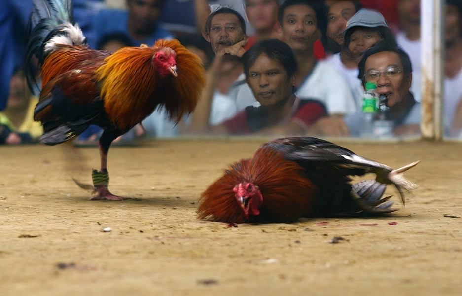 Paano Makilala ang mga Manok na Panlaban o Hybrid