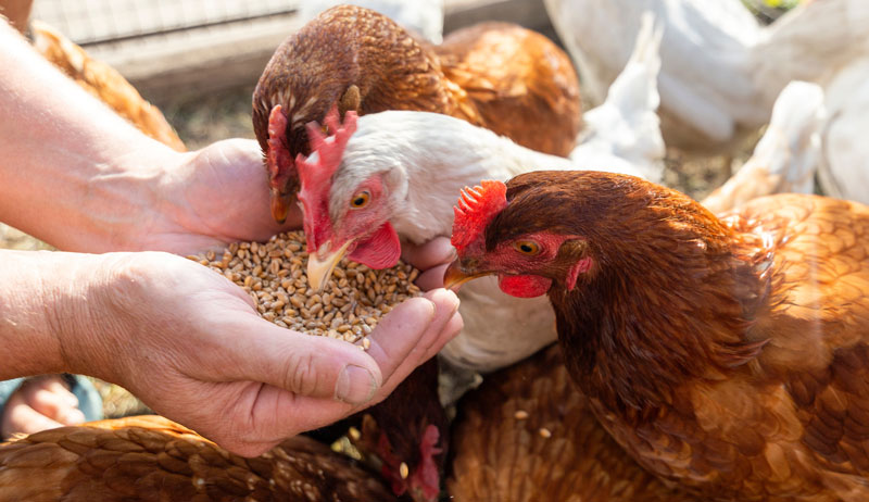 Pinakamahusay na Diyeta para sa mga Manok na Tandang upang Maging Malusog at Malakas