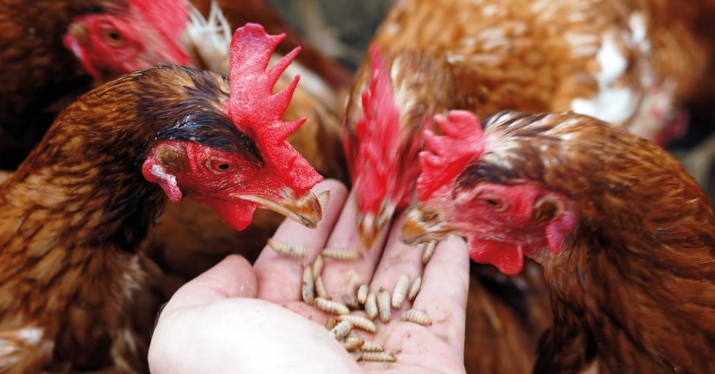 Pinakamahusay na Diyeta para sa mga Manok na Tandang upang Maging Malusog at Malakas