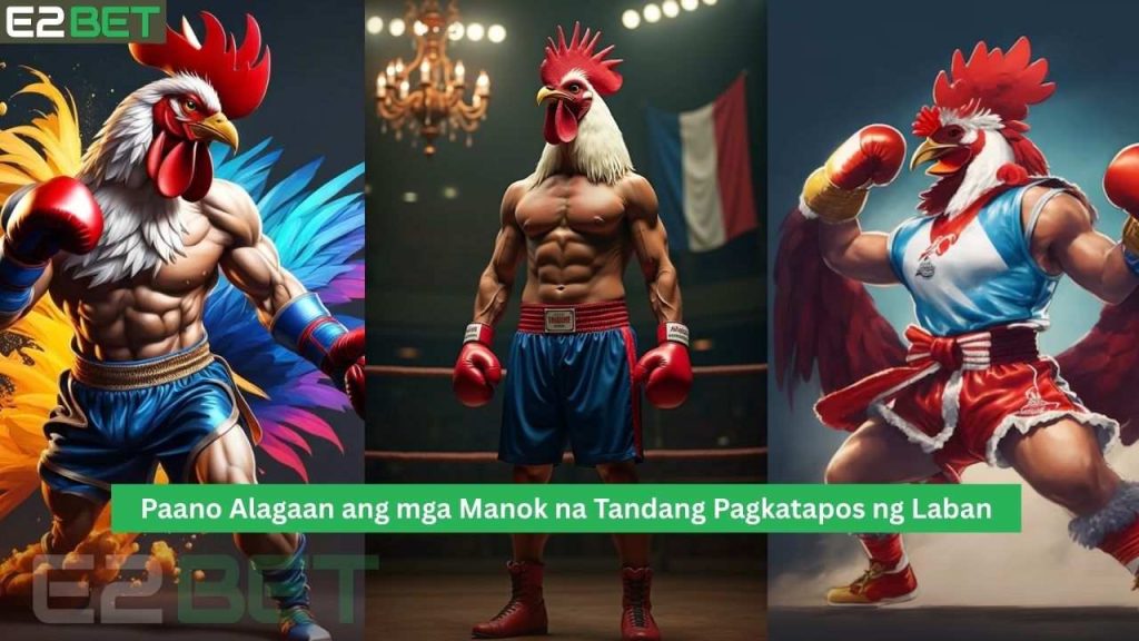 Alagaan ang mga Manok na Tandang Pagkatapos ng Laban