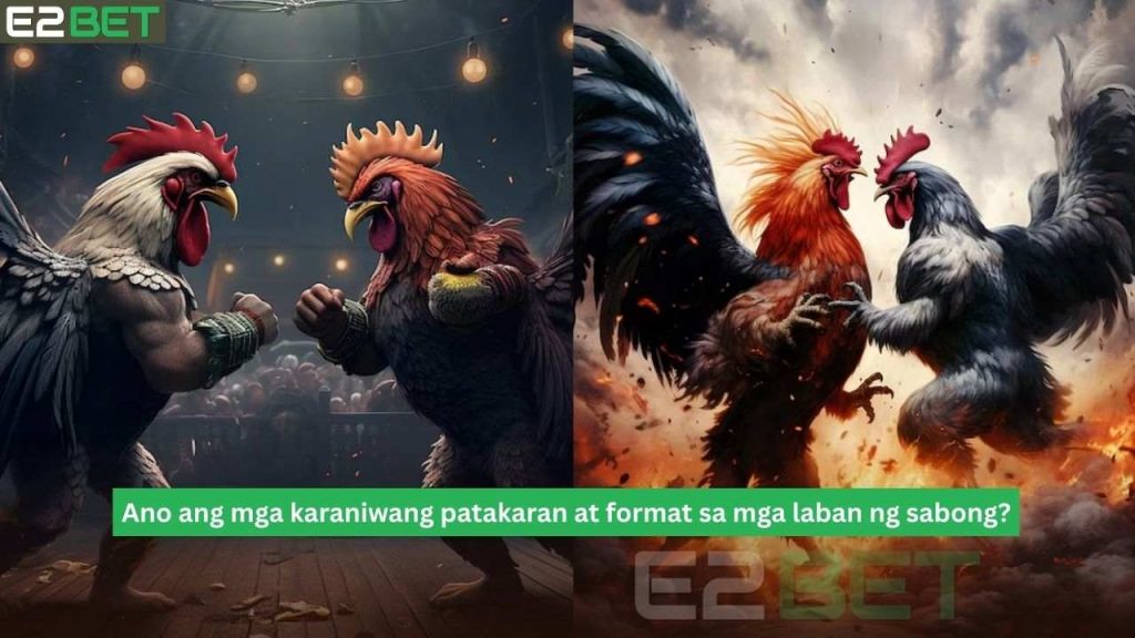 Ano ang mga karaniwang patakaran at format sa mga laban ng sabong?