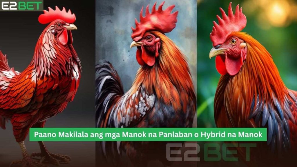 Paano Makilala ang mga Manok na Panlaban o Hybrid na Manok