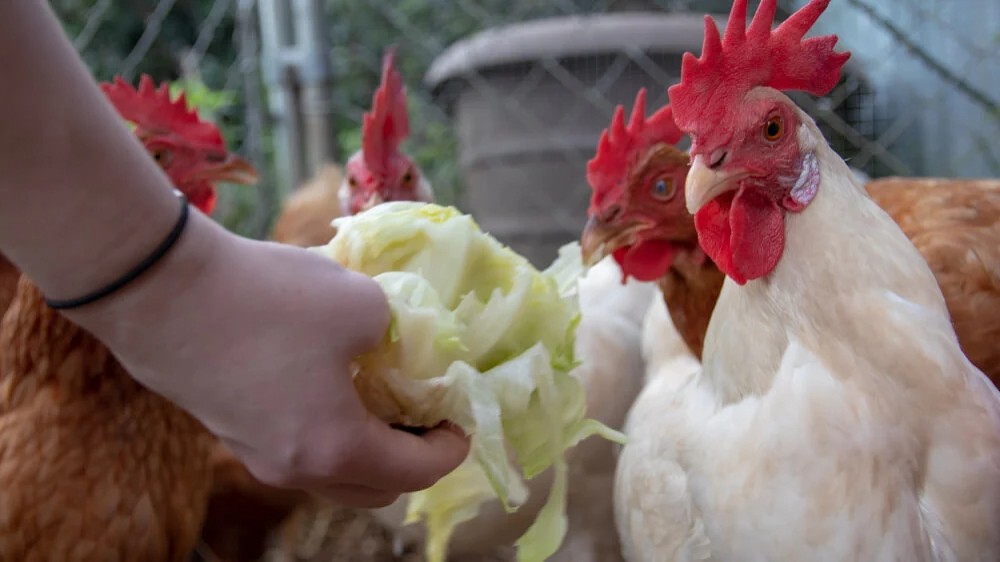 Pinakamahusay na Diyeta para sa mga Manok na Tandang upang Maging Malusog at Malakas