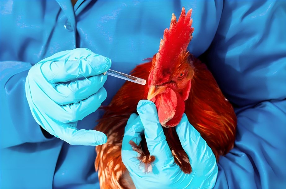 Paano Alagaan ang mga Manok na Tandang Pagkatapos ng Laban
