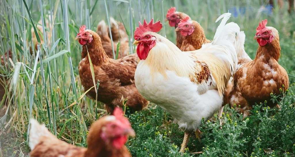 Paano Makilala ang mga Manok na Panlaban o Hybrid