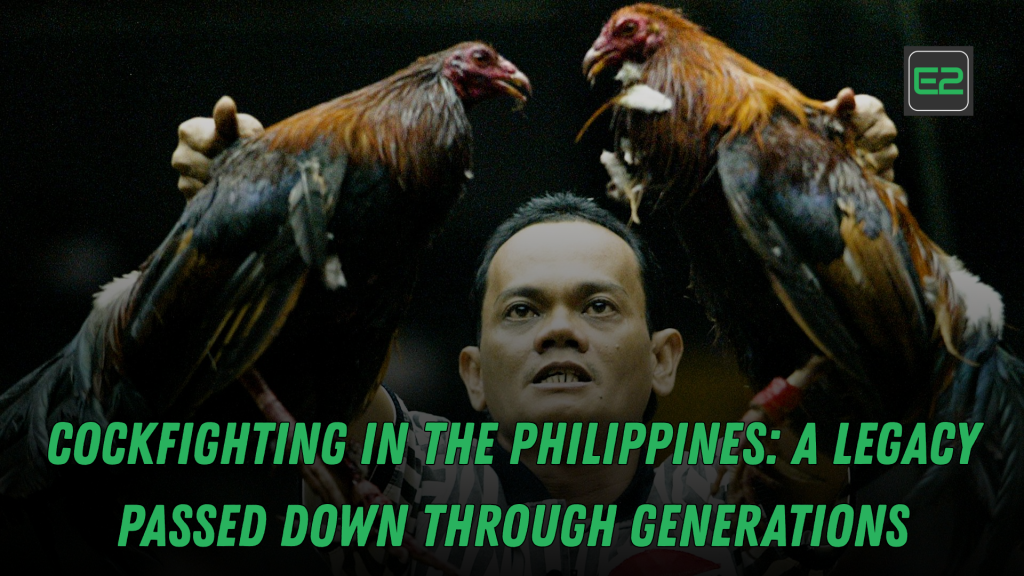 cockfighting