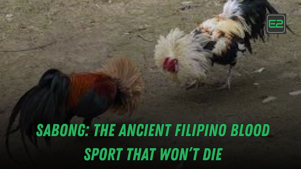 sabong