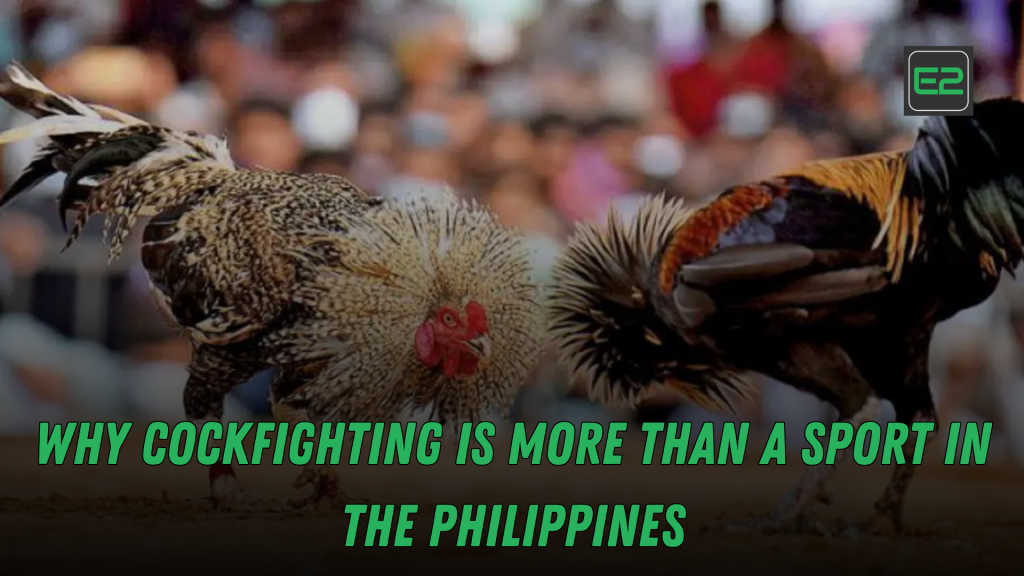 cockfighting