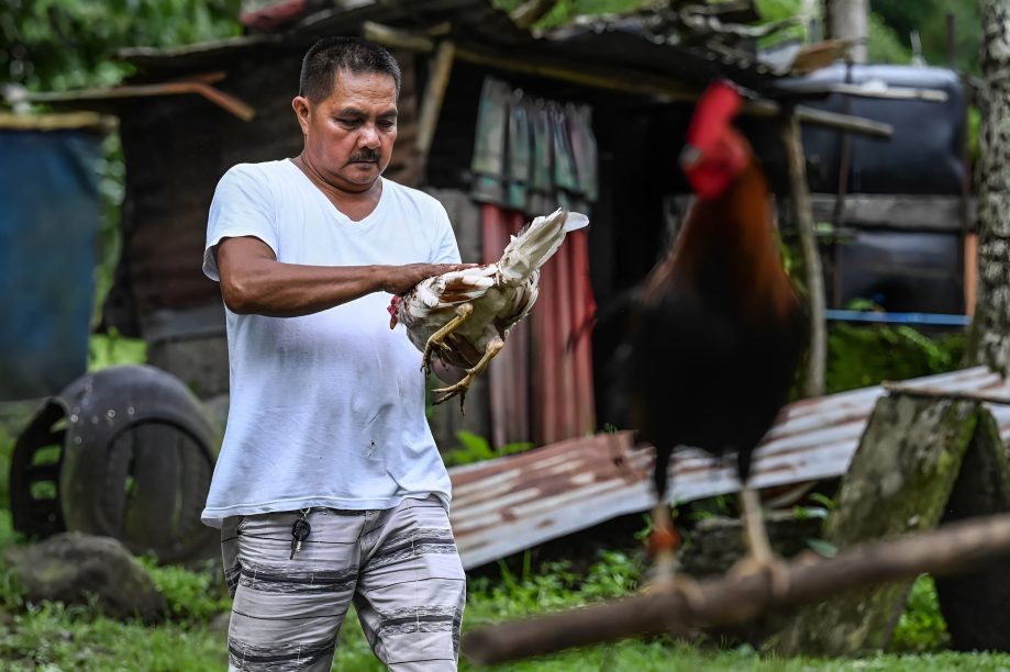 Paano Alagaan ang mga Manok na Tandang Pagkatapos ng Laban