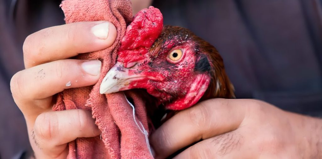 Paano Alagaan ang mga Manok na Tandang Pagkatapos ng Laban