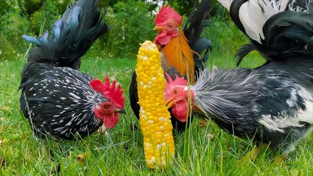 Pinakamahusay na Diyeta para sa mga Manok na Tandang upang Maging Malusog at Malakas