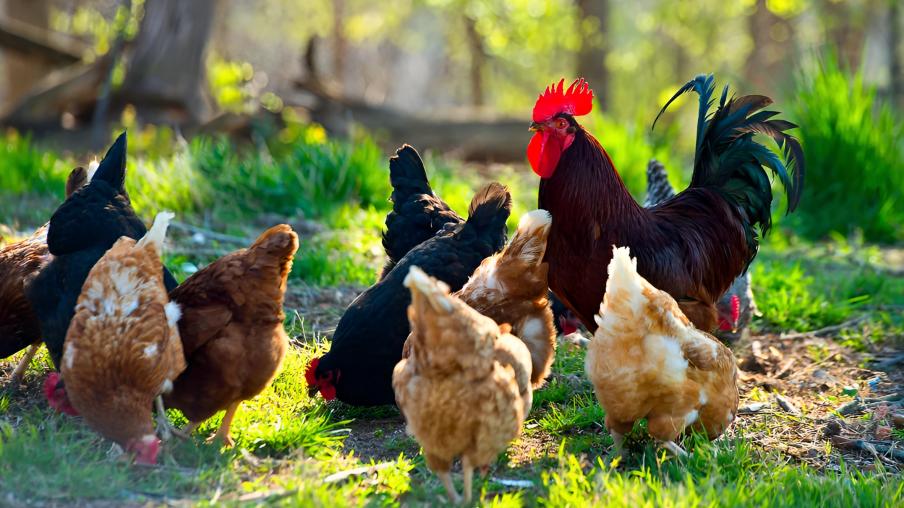 Paano Alagaan ang mga Manok na Tandang Pagkatapos ng Laban