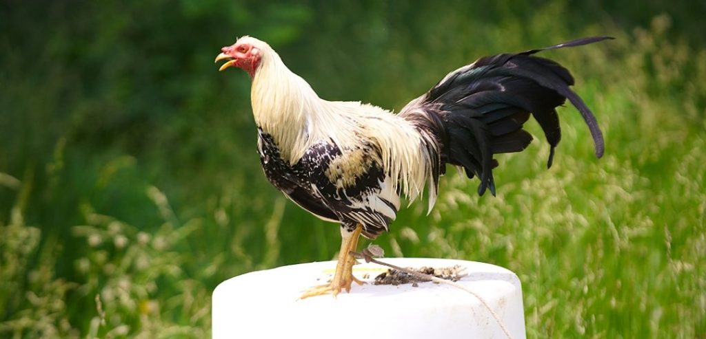 Paano Makilala ang mga Manok na Panlaban o Hybrid