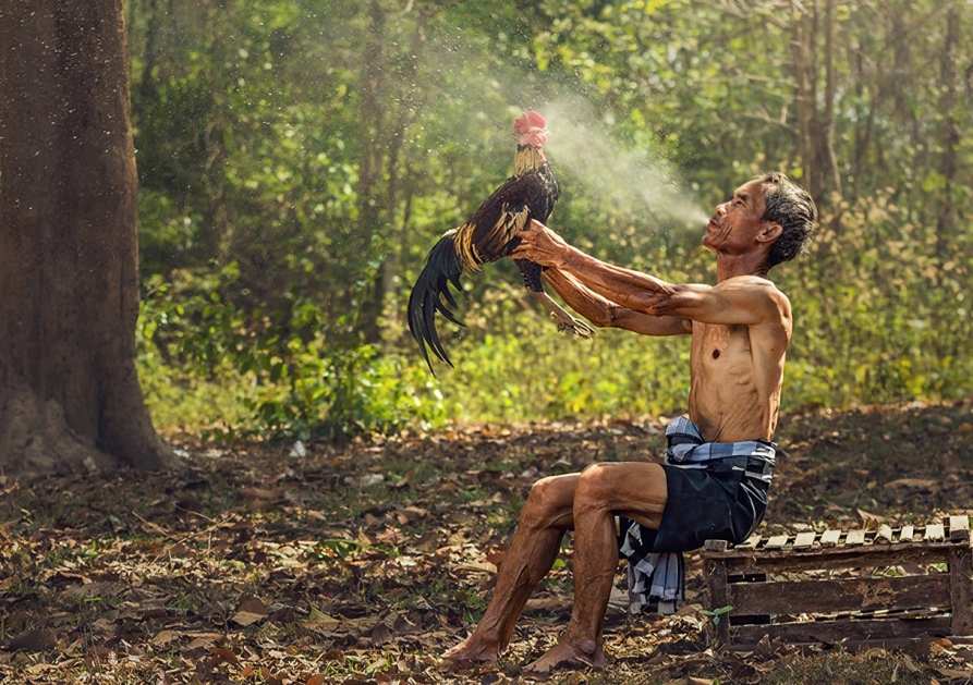 Paano Alagaan ang mga Manok na Tandang Pagkatapos ng Laban