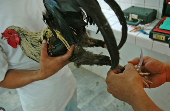 Cockfight Isang Bilyong Dolyar na Industriya