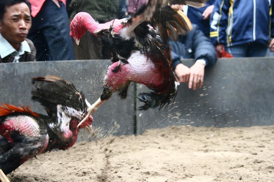 Cockfight Isang Bilyong Dolyar na Industriya