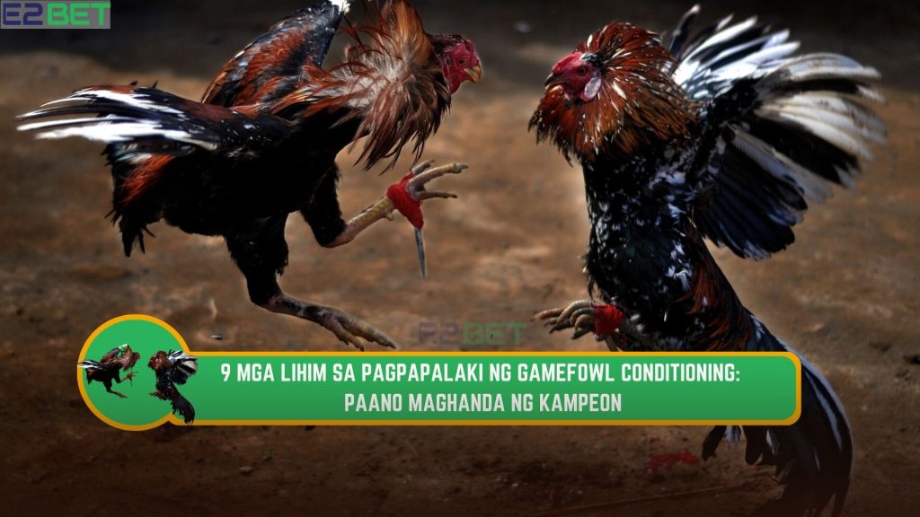 Gamefowl Conditioning