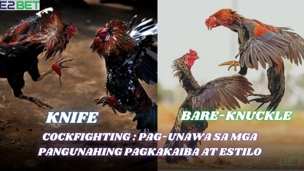 Knife vs Bare-Knuckle Cockfighting: Pag-unawa sa Mga Pangunahing Pagkakaiba at Estilo
