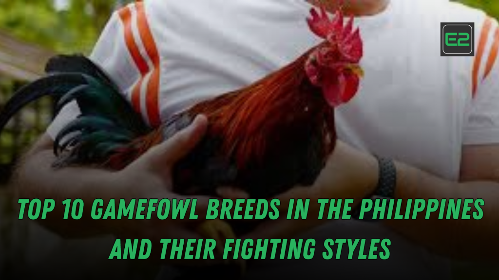 gamefowl