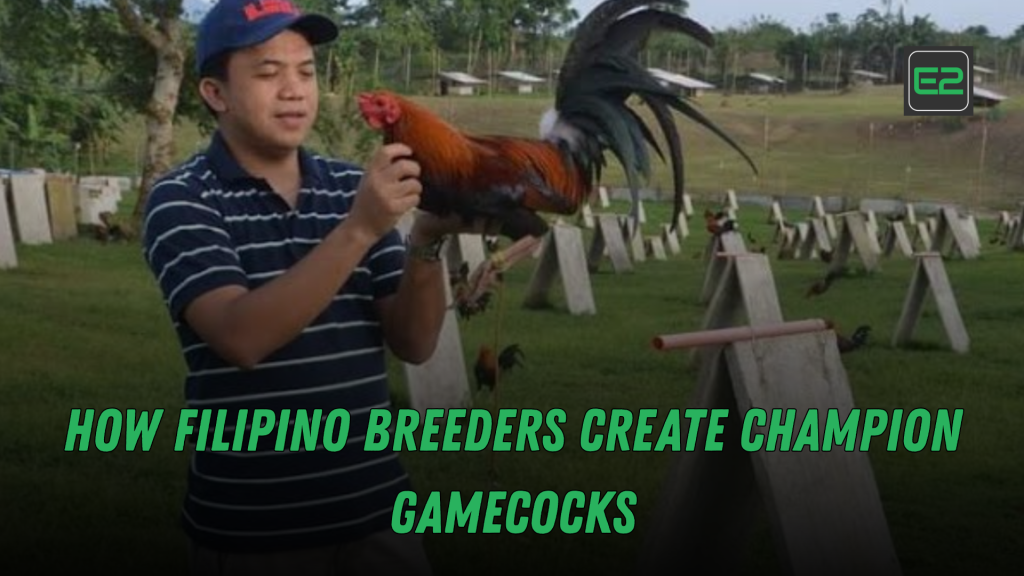 filipino breeders