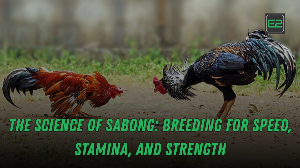 sabong