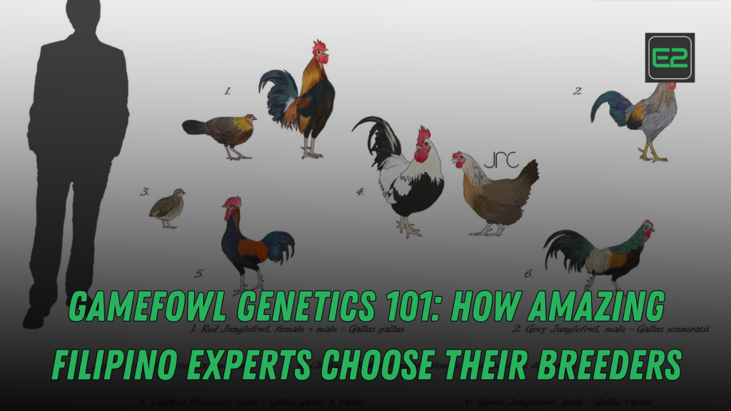 gamefowl genetics