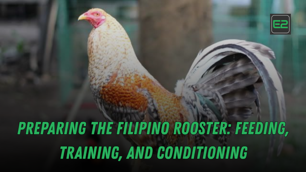 filipino rooster