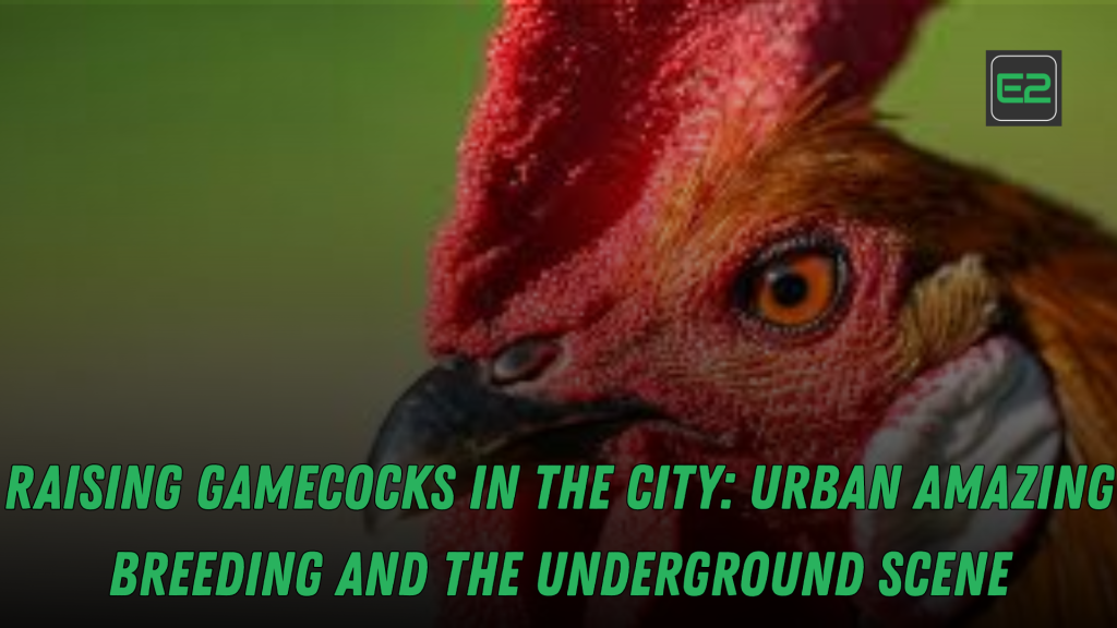 gamecocks