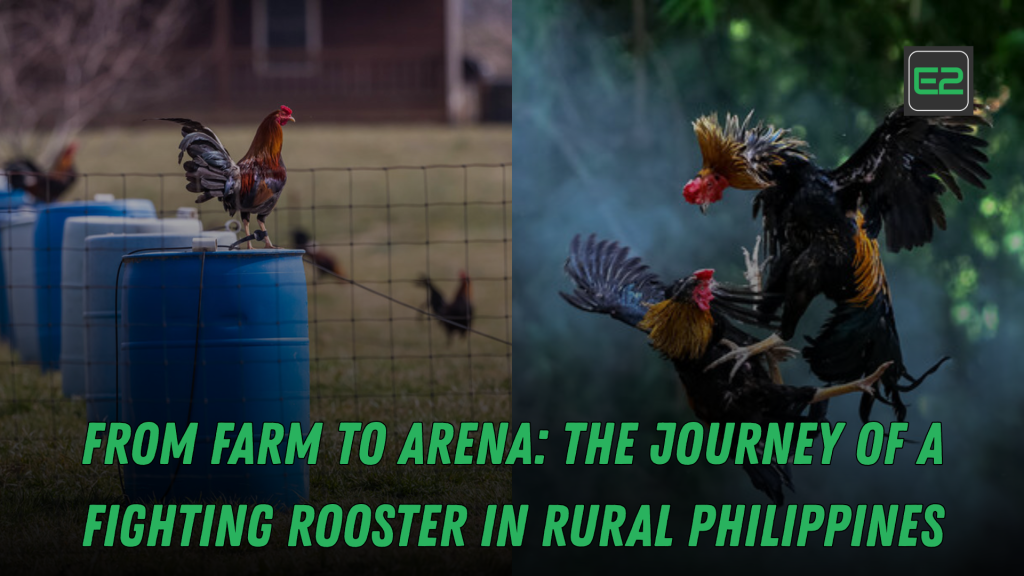 fighting rooster