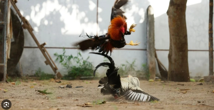 Gamefowl Conditioning
