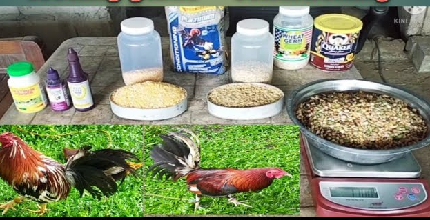 Gamefowl Conditioning