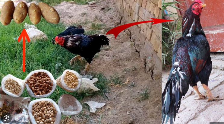 Gamefowl Conditioning