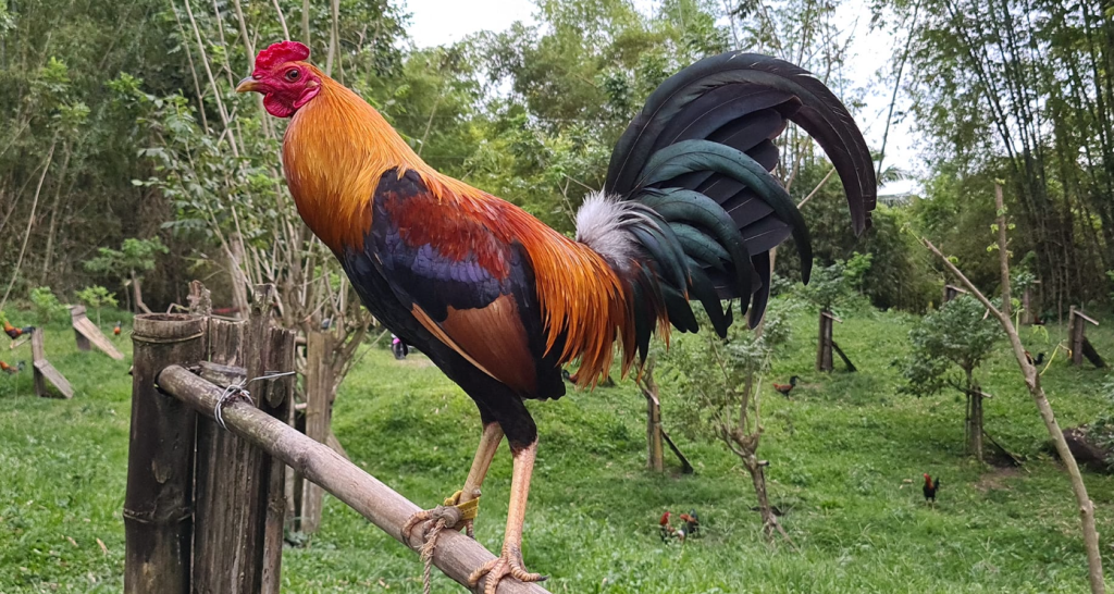 Gamefowl Conditioning
