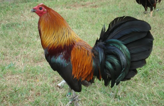 Gamefowl Bloodlines That Win Fights