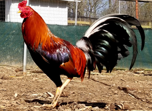 Gamefowl Bloodlines That Win Fights