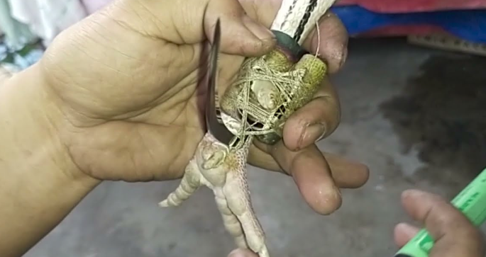Ang Papel ng Mananare (Gaffer) sa Sabong
