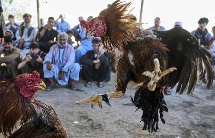 Gamefowl After a Fight