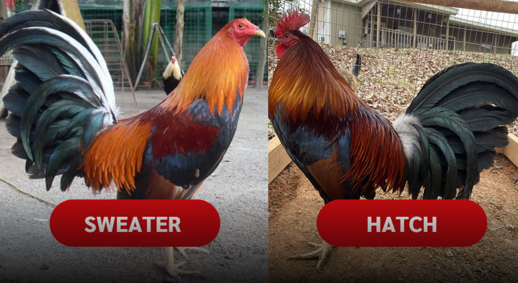 Sweater vs. Hatch