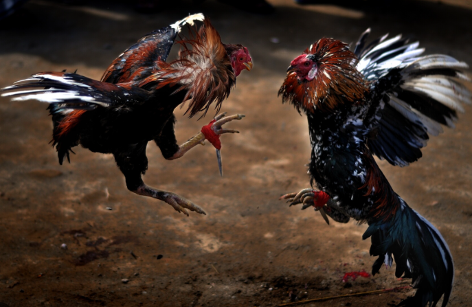 How Filipino Gaffers Prepare for Big Fights