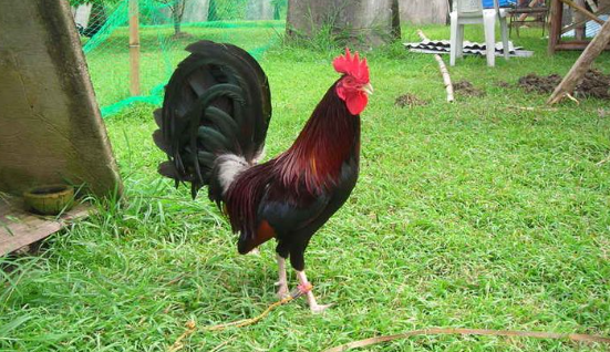 Gamefowl Bloodlines That Win Fights