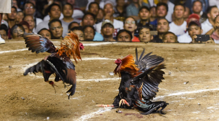 How Filipino Gaffers Prepare for Big Fights