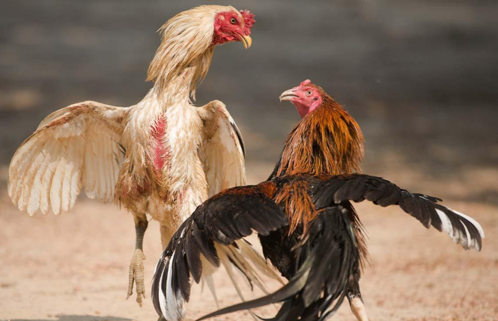Gamefowl After a Fight
